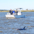 A Charleston Adventure: Dolphin Tours For The Ultimate Boat Tour Experience